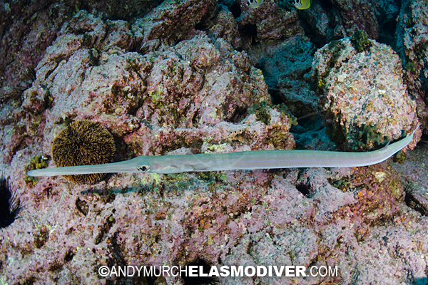 Bluespotted Cornetfish Pictures Images Of Fistularia Commersonii